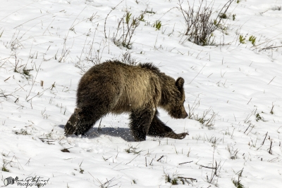 Snow and Cubs YNP May 2025